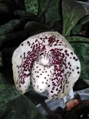 Bild von Paphiopedilum bellatulum 11